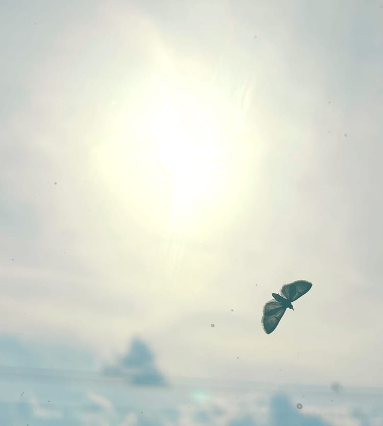 Like a Moth to a Flame